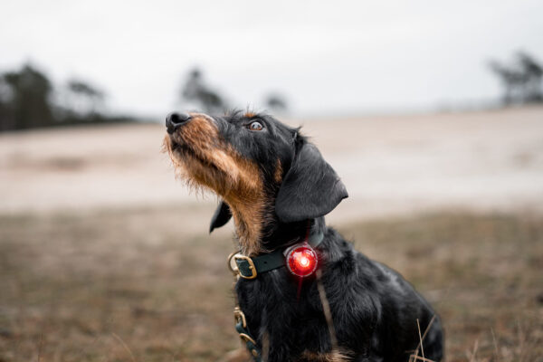 ORBILOC - Dog Dual - ROOD- - Afbeelding 3