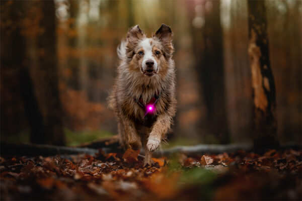 ORBILOC - Dog Dual -ROZE- - Afbeelding 3
