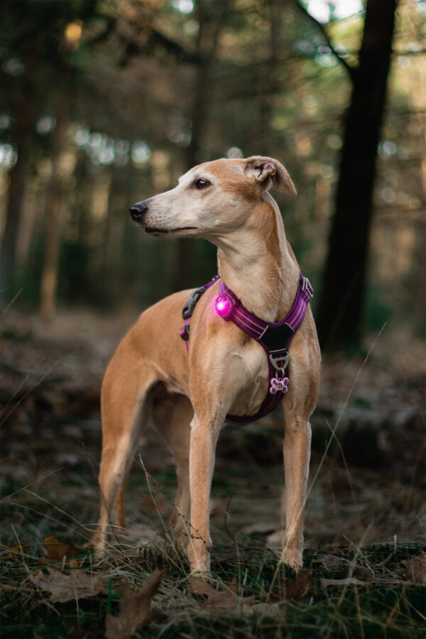ORBILOC - Dog Dual -ROZE- - Afbeelding 4