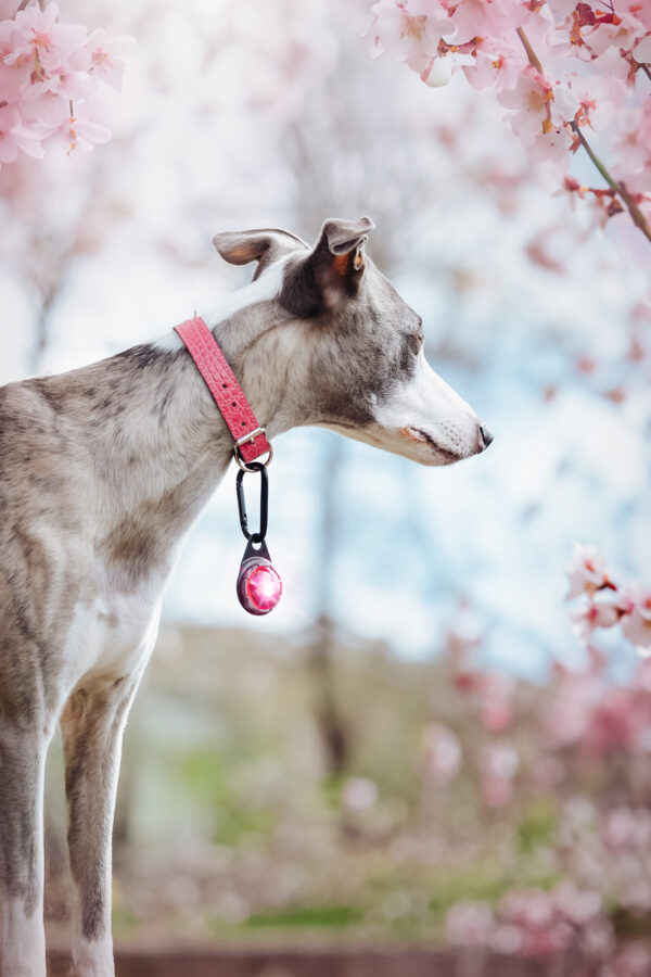 ORBILOC - Dog Dual -ROZE-
