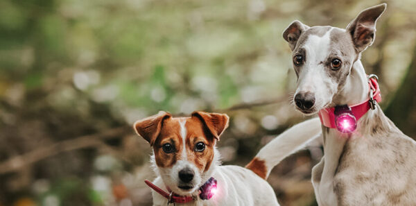 ORBILOC - Dog Dual -ROZE- - Afbeelding 7