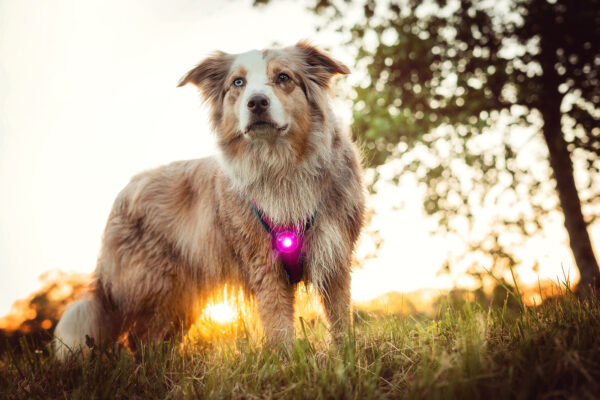 ORBILOC - Dog Dual -ROZE- - Afbeelding 8