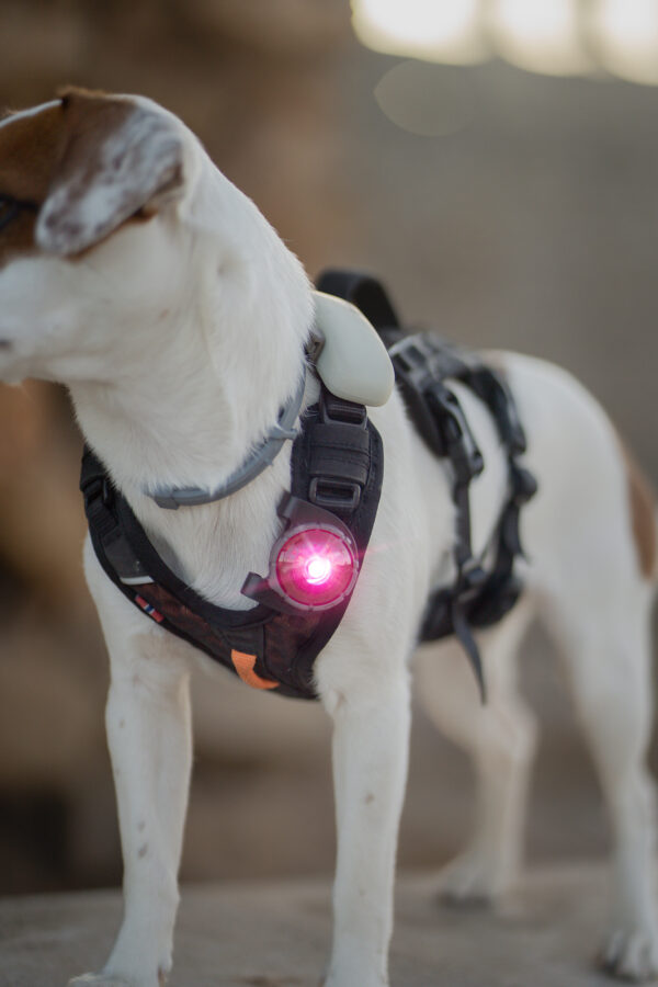 ORBILOC - Dog Dual -ROZE- - Afbeelding 9
