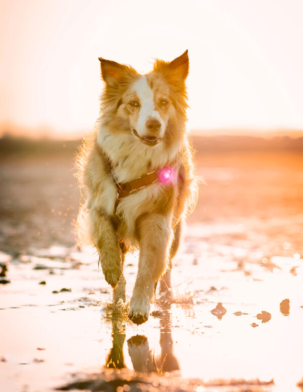 ORBILOC - Dog Dual -ROZE- - Afbeelding 10