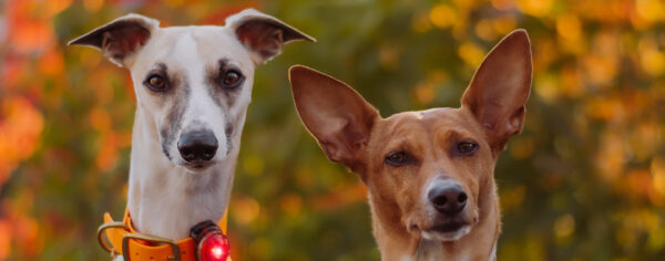ORBILOC - Dog Dual - ROOD- - Afbeelding 4