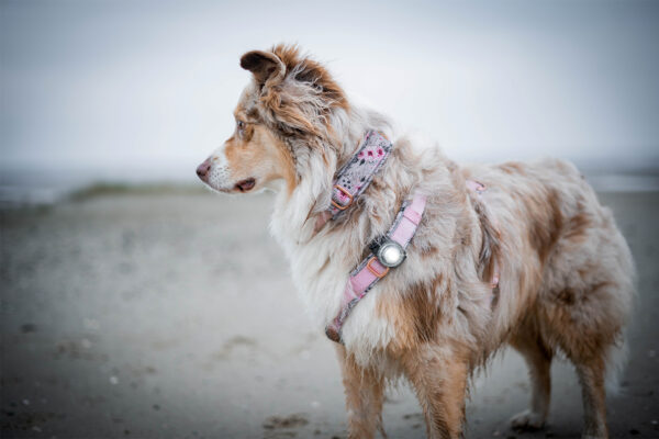 ORBILOC - Dog Dual -WIT- - Afbeelding 3