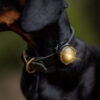 ORBILOC - Dog Dual -GOLD- NIEUW - Afbeelding 3