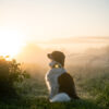 ORBILOC - Dog Dual -GOLD- NIEUW - Afbeelding 4