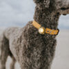 ORBILOC - Dog Dual -GOLD- NIEUW - Afbeelding 2