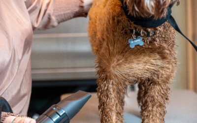 5 redenen waarom een waterblazer hond onmisbaar is voor elke hondenbaas