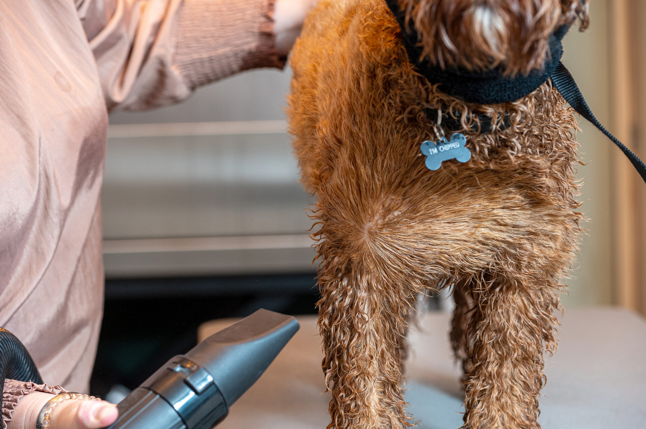 Hond wordt drooggeblazen met waterblazer na wasbeurt