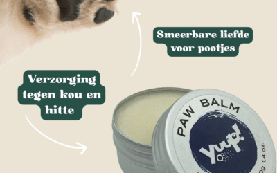 3 tips om de pootjes van je hond te beschermen tegen barstjes, kou en pekel